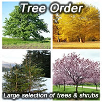 Tree Order program online store